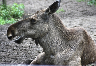 Tiere