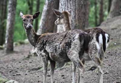 Tiere