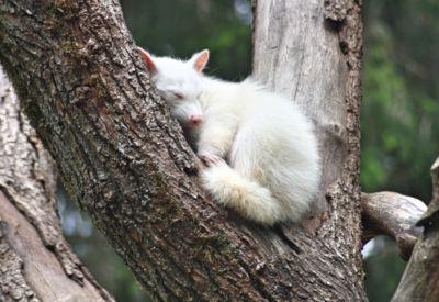 Tiere