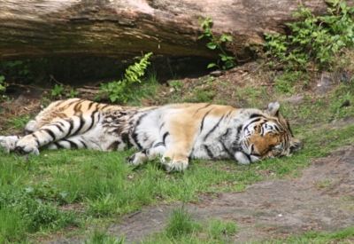 Tiere