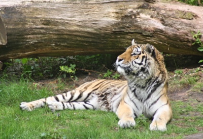 Tiere