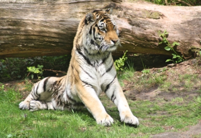 Tiere