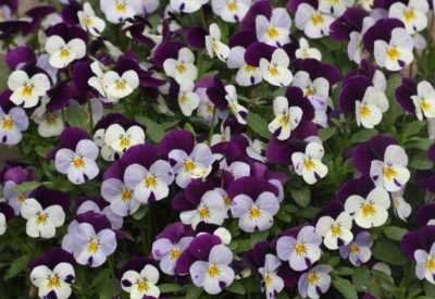 Blumen