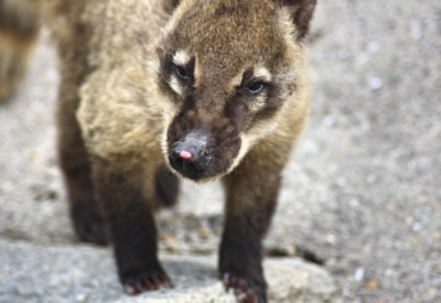 Tiere