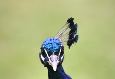 Pfau