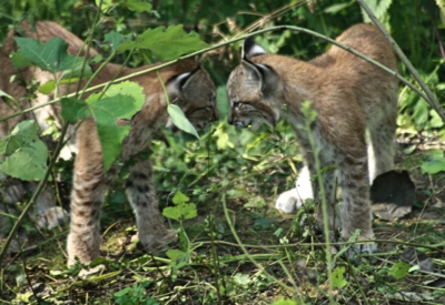 Tiere