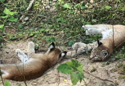 Tiere
