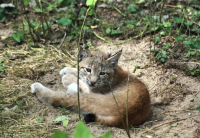 Tiere