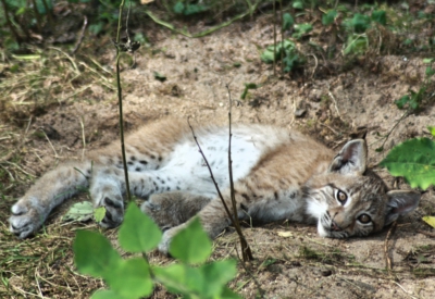 Tiere