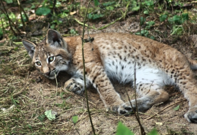 Tiere