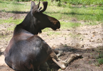 Tiere