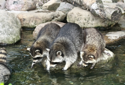 Tiere