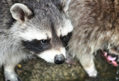 Tiere