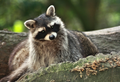 Tiere