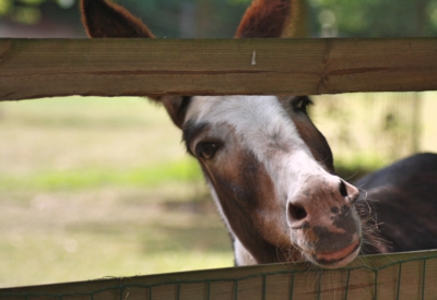 Tiere