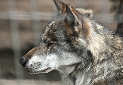 Tiere