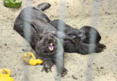 Tiere