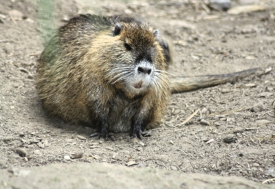 Tiere