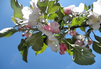 Blumen