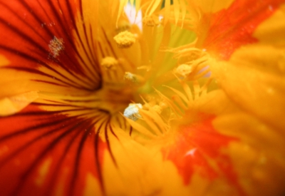 Blumen