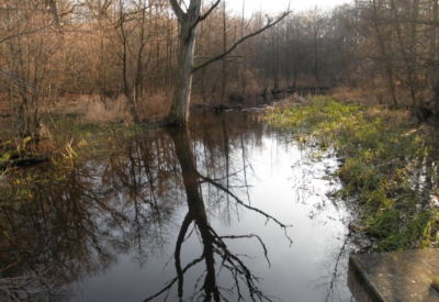 Wald und Natur