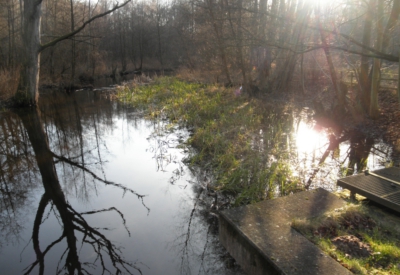 Wald und Natur