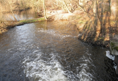 Wald und Natur