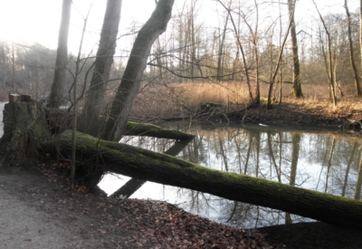 Wald und Natur