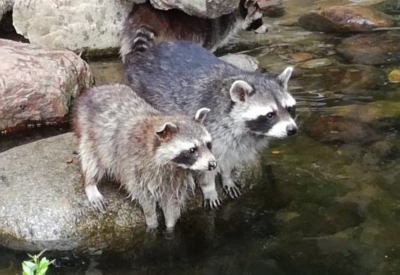 Tiere