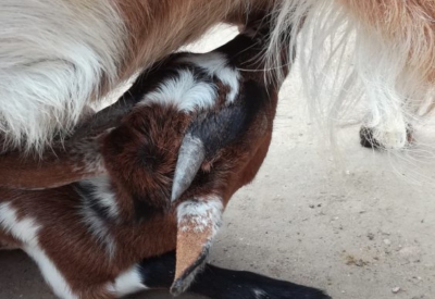Tiere