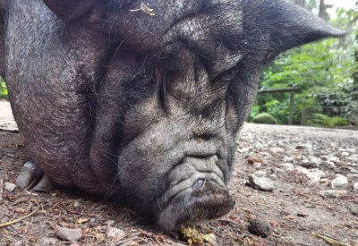 Tiere