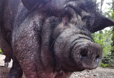 Tiere