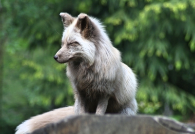 Tiere