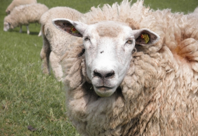 Hetlinger Schanze Schafe