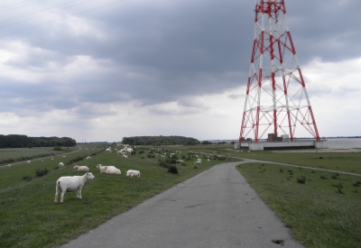 Hetlinger Schanze Schafe